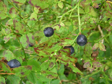 Bilberry bush