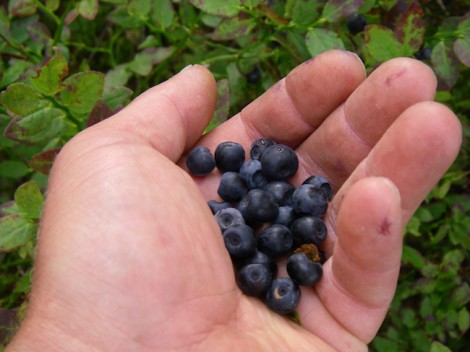 A good collection of Bilberries destined for my porridge