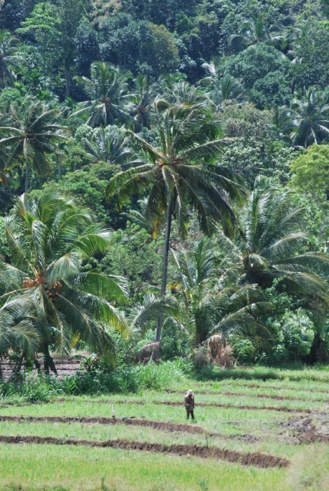Palm Trees and Paddy Fields