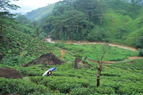 Getting one the Goorook through the tea plantations