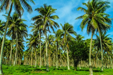 Vanuatu Palm trees