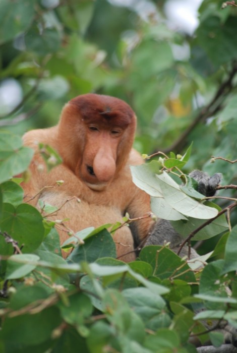 The strange nosed Proboscis monkey - an endangered animal that needs the Bornean rainforest to survive.